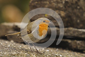 Robin, Erithacus rubecola