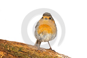 Robin (Erithacus rubecola)