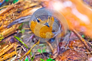 Robin (Erithacus rubecola)
