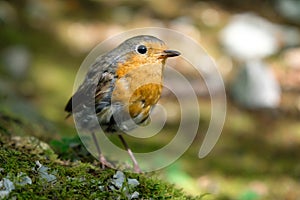 Robin, Erithacus rubecula