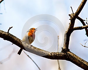 Robin, Erithacus rubecula