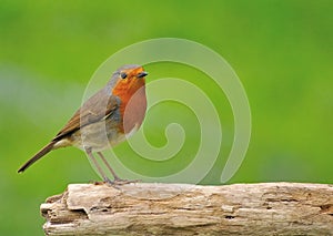 Robin ( Erithacus rubecula )