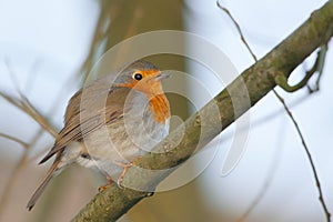 Robin (Erithacus rubecula)