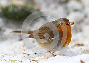 Robin (Erithacus rubecula)