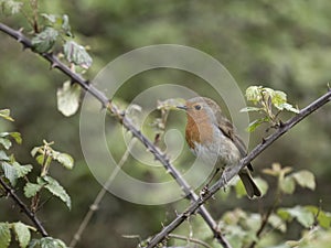 Robin, Erithacus rubecula