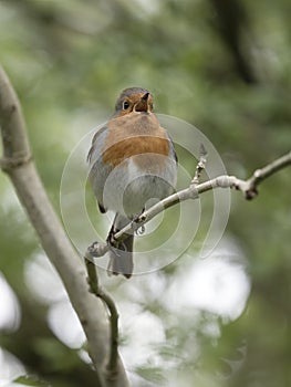 Robin, Erithacus rubecula