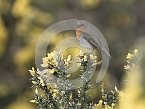 Robin, Erithacus rubecula