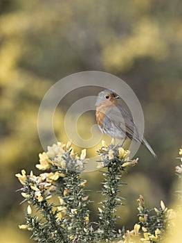 Robin, Erithacus rubecula