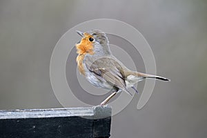 Robin, Erithacus rubecula