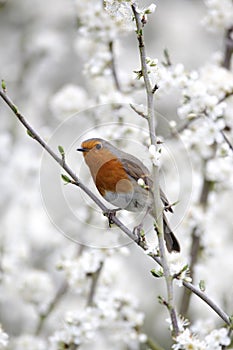 Robin, Erithacus rubecula