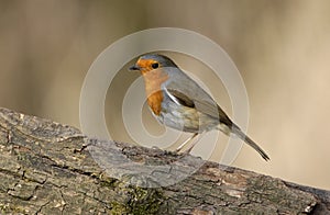 Robin, Erithacus rubecula