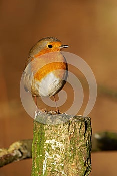 Robin - Erithacus rubecula