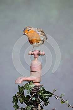 Robin, Erithacus rubecula