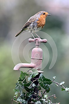 Robin, Erithacus rubecula