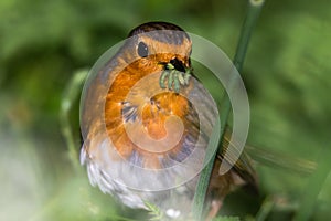 Robin & x28;Erithacus rubecula& x29; with beak full of caterpillars