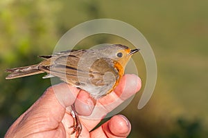 Robin, Erithacus rubecula, bird in a womans hand for bird banding