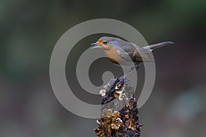 Robin Erithacus rubecula on a branch in the forest