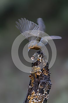 Robin Erithacus rubecula on a branch in the forest