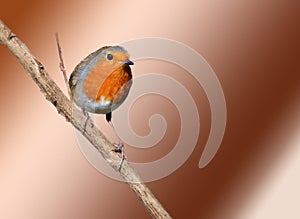 Robin Erithacus rubecula On bronze background.