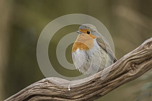 Robin, Erithacus rubecula, cute songbird.