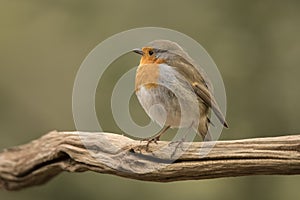 Robin, Erithacus rubecula, cute songbird.