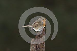 Robin, Erithacus rubecula, cute songbird.