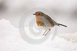 Robin, Erithacus rubecula, cute songbird.