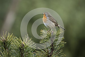 Robin, Erithacus rubecula, cute songbird.