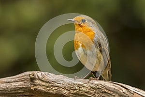 Robin, Erithacus rubecula, cute songbird.