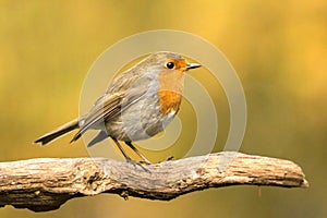 Robin, Erithacus rubecula, cute songbird.