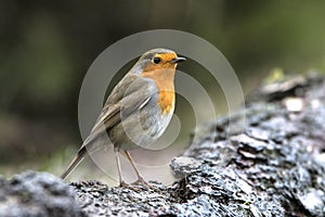 Robin, Erithacus rubecula, cute songbird.