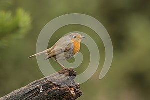 Robin, Erithacus rubecula, cute songbird.