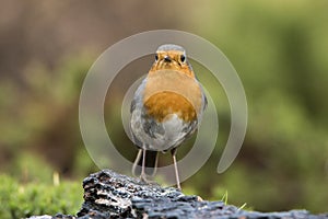 Robin, Erithacus rubecula, cute songbird.