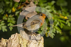 Robin, Erithacus rubecula, cute songbird.