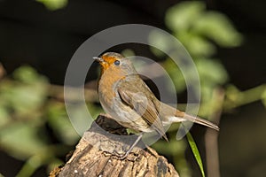 Robin, Erithacus rubecula, cute songbird.