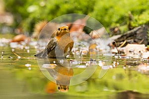 Robin, Erithacus rubecula, cute songbird.