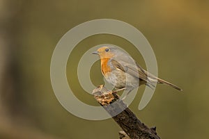 Robin, Erithacus rubecula, cute songbird.