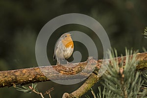 Robin, Erithacus rubecula, cute songbird.