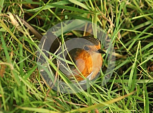 Robin, erithacus rubecula, on ground among grass