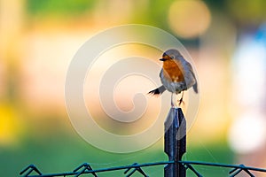 robin (Erithacus rubecula, Linnaeus, 1758) is a small passerine bird of the Muscicapidae family.