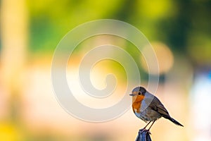 robin (Erithacus rubecula, Linnaeus, 1758) is a small passerine bird of the Muscicapidae family.