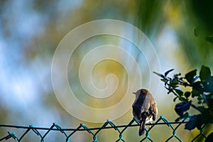 robin (Erithacus rubecula, Linnaeus, 1758) is a small passerine bird of the Muscicapidae family.