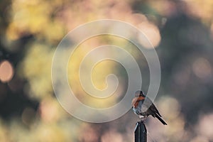 robin (Erithacus rubecula, Linnaeus, 1758) is a small passerine bird of the Muscicapidae family.