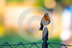 robin (Erithacus rubecula, Linnaeus, 1758) is a small passerine bird of the Muscicapidae family.