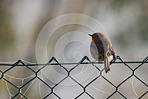 robin (Erithacus rubecula, Linnaeus, 1758) is a small passerine bird of the Muscicapidae family,