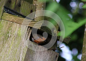 Robin, erithacus rubecula, looking out of nestbox