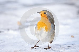 Robin (Erithacus rubecula) in the nature