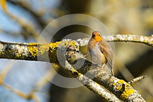 Robin Erithacus rubecula perched on a branch