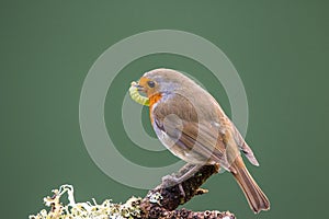 Robin (Erithacus rubecula) perched on a branch holding a caterpi