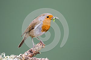 Robin (Erithacus rubecula) perched on a branch holding food for